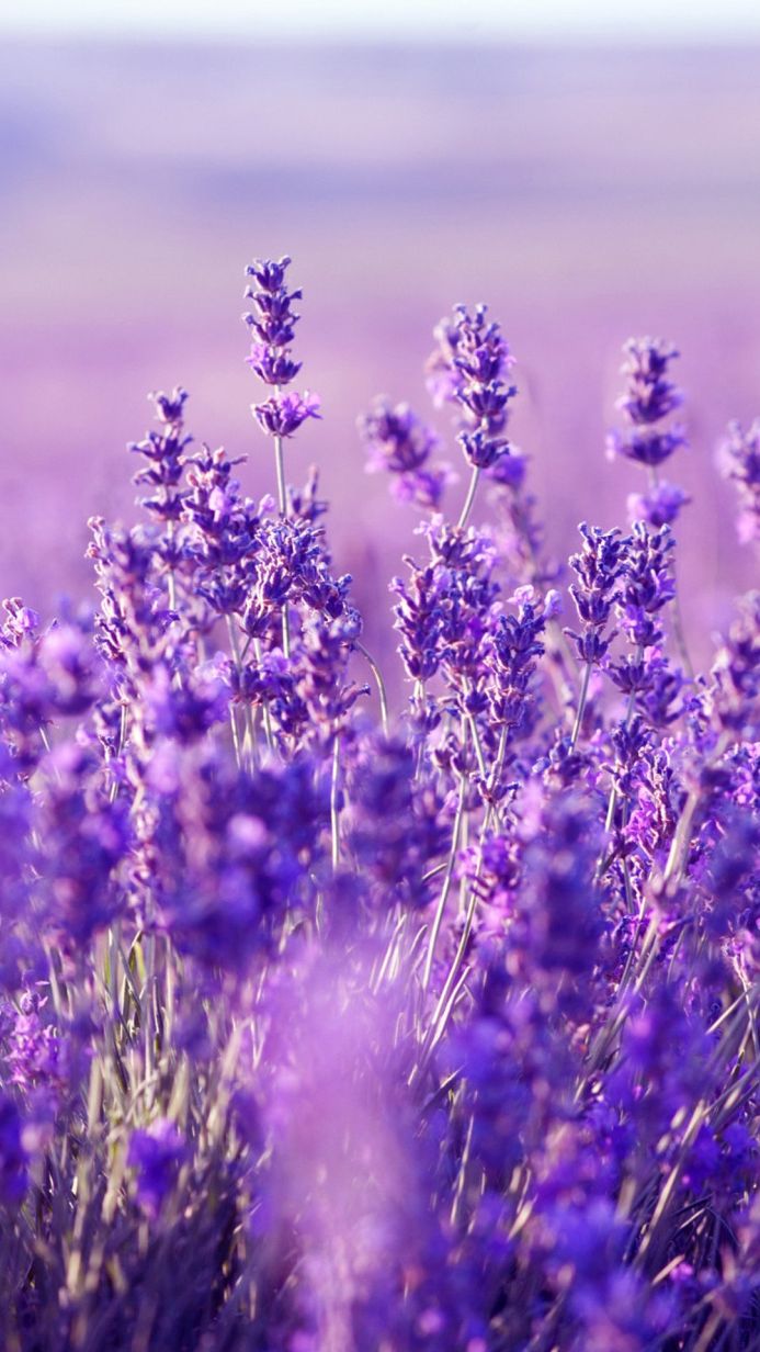 Close up shot of lavender flowers in a field