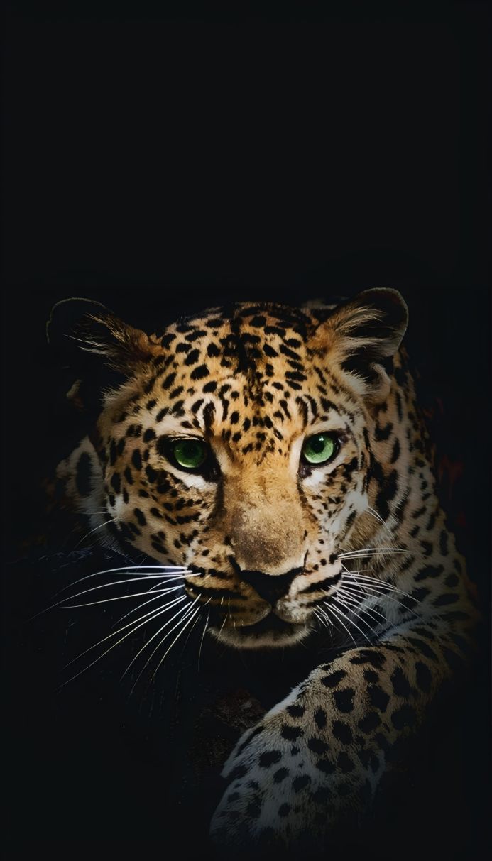 Close-up portrait of a leopard with green eyes against a black background