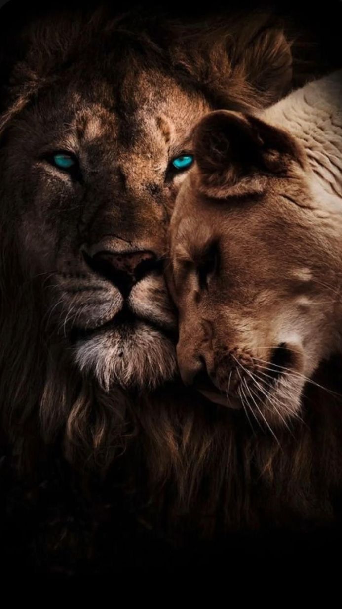 Close-up of a lion and lioness with bright blue eyes in a dark setting