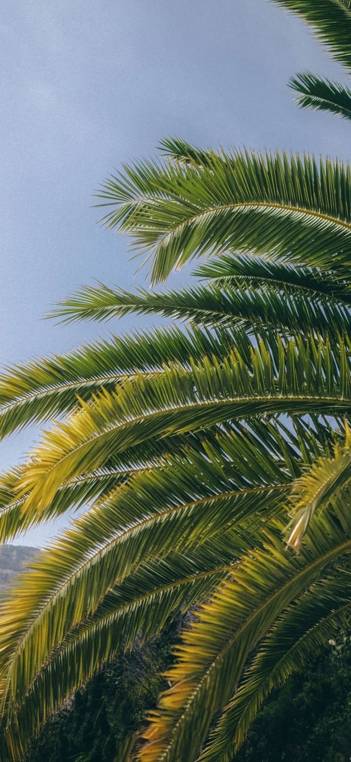 Close-up of palm leaves against a blue sky