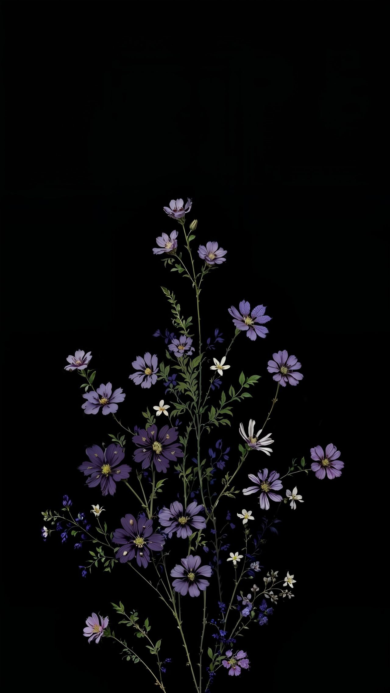 Purple cosmos flowers on a black background