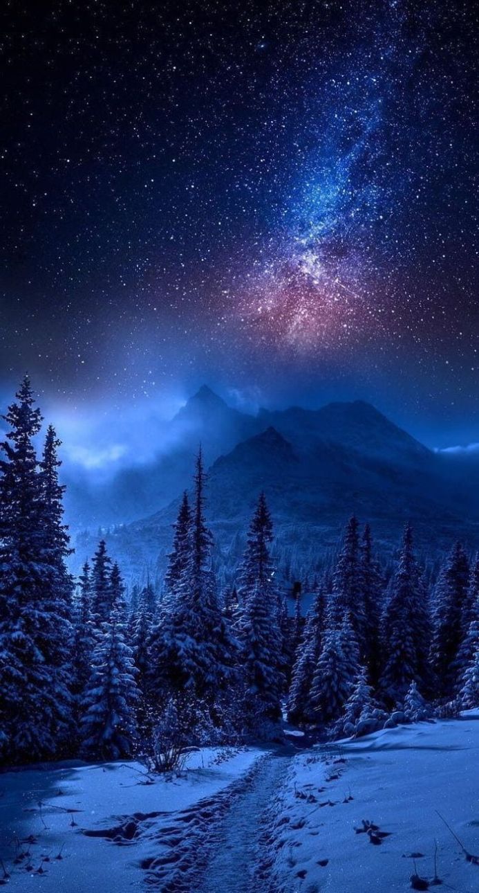 Snowy forest with mountains under a starry night sky