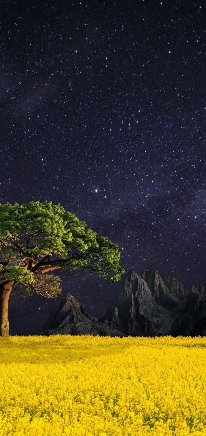 A starry sky over a field of yellow flowers with a tree and mountains in the background