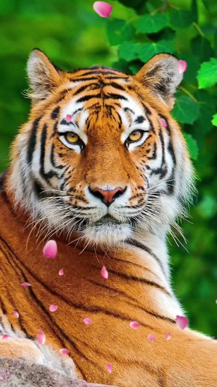 Close-up portrait of a tiger with falling pink petals