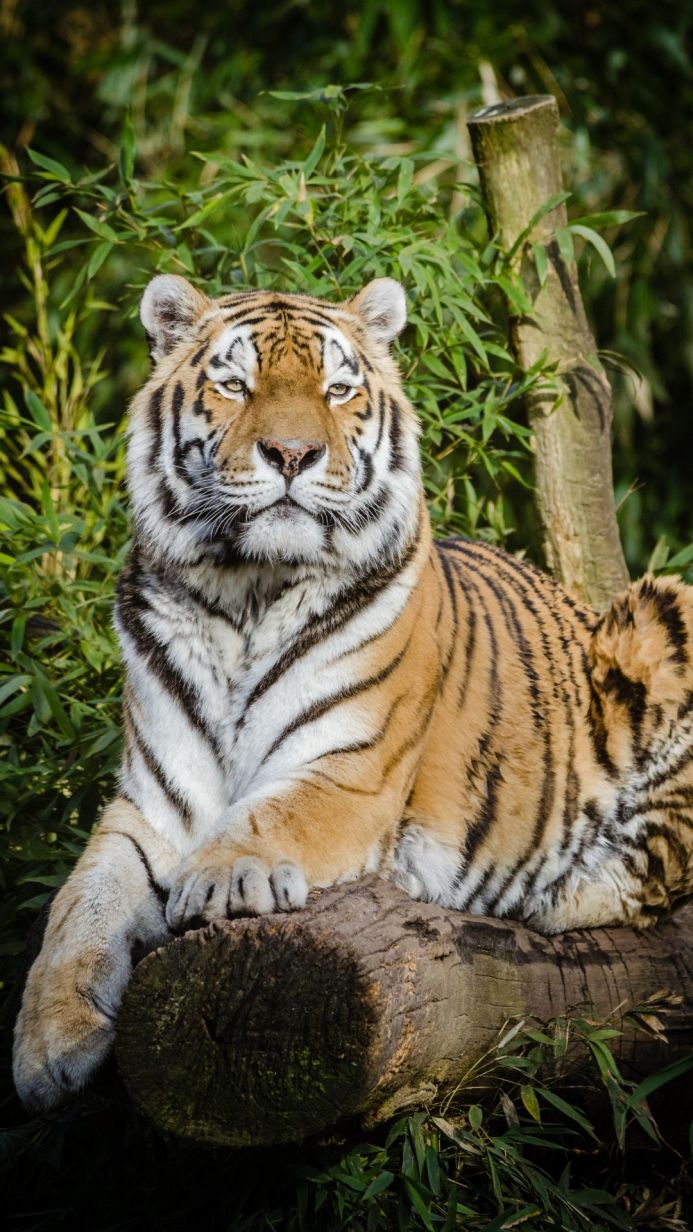 Portrait of a tiger resting on a log in a leafy green environment
