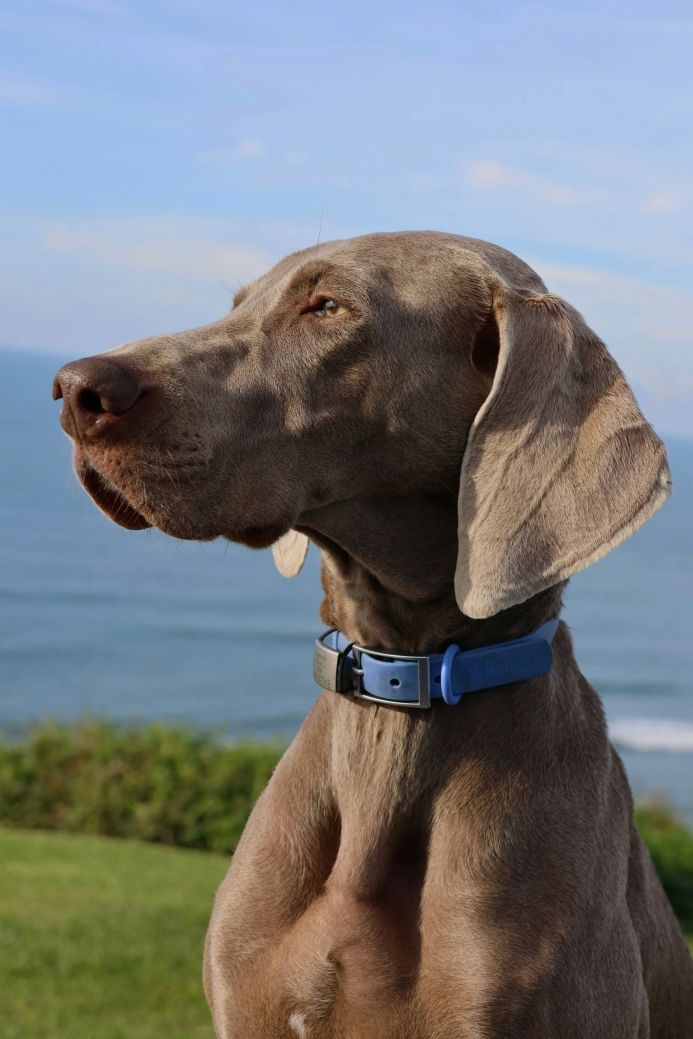A Weimaraner dog with a blue collar stands outside with ocean and blue sky in the background