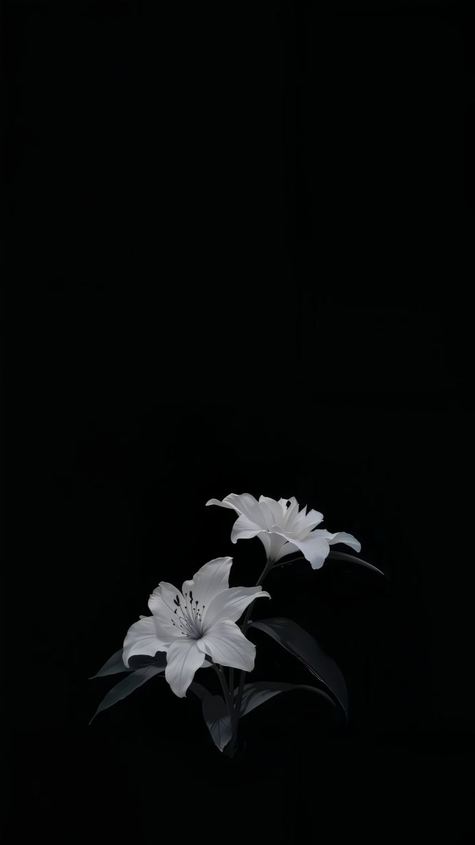 Two white lilies with dark leaves against a black background