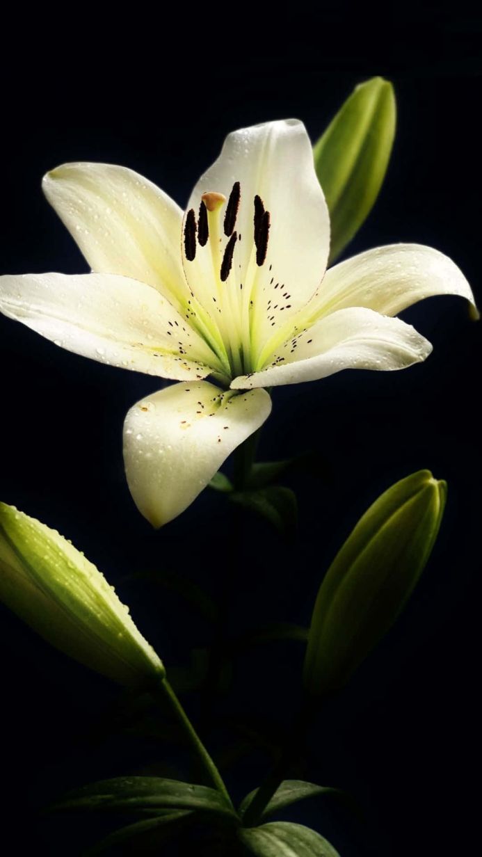 A white lily with water droplets against a dark background