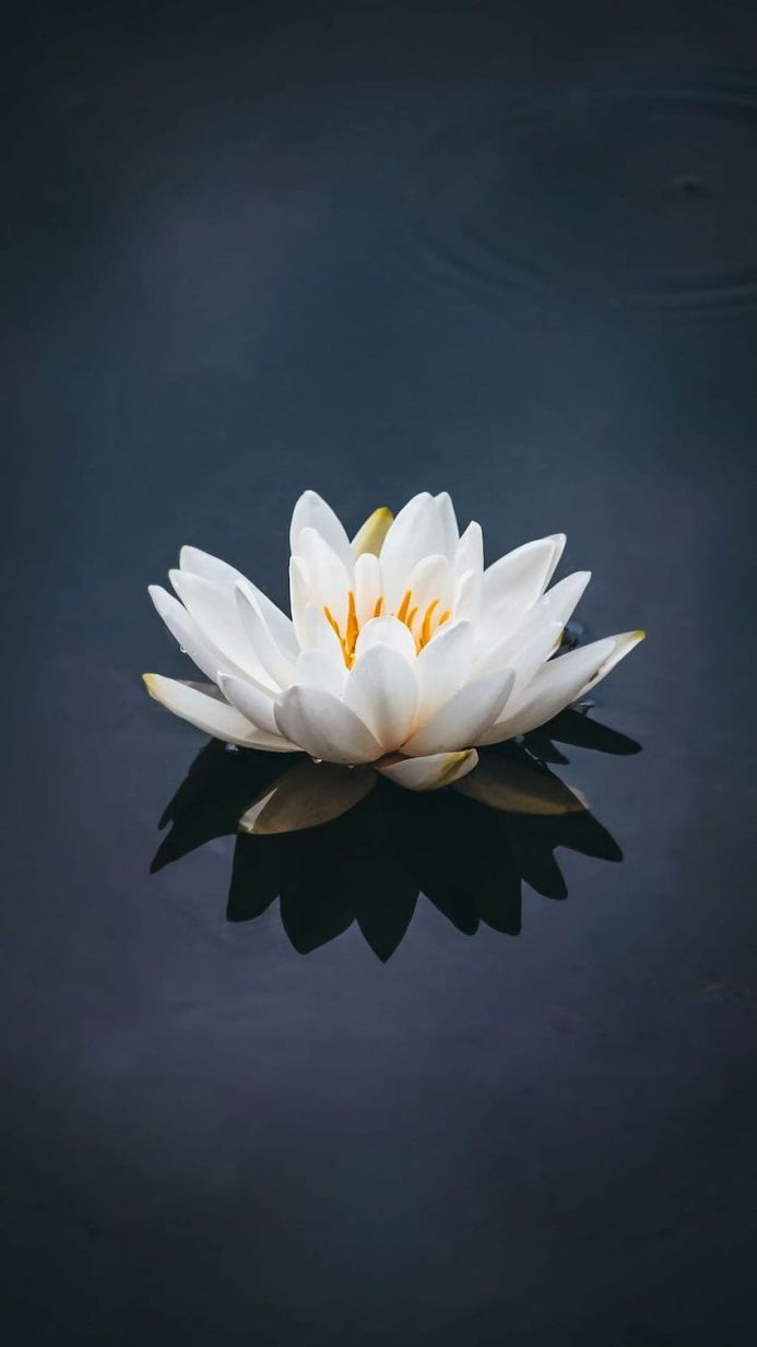 A white water lily with a yellow center, reflected in dark water