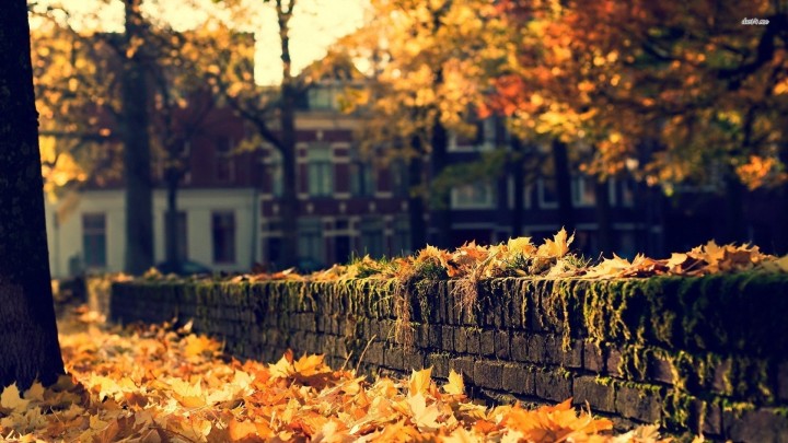 Autumn leaves on a mossy brick wall close up