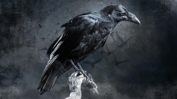 Black raven on rock against dark sky and moon