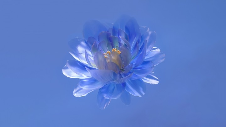 Blue flower close up digital illustration