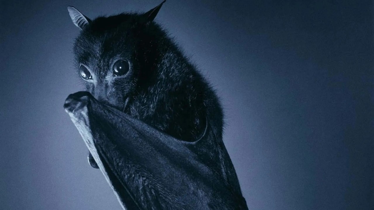 A close up portrait of a bat with large eyes