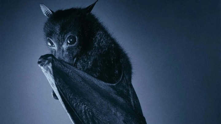 A close up portrait of a bat with large eyes