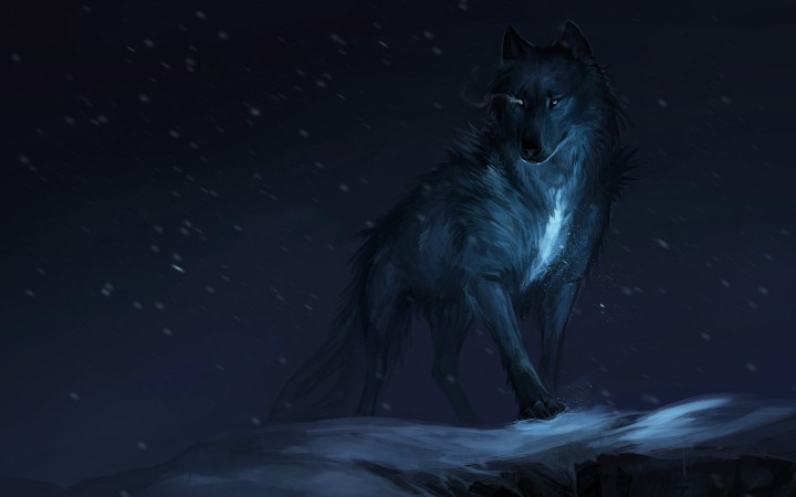 Gray wolf laying in tall grass looking right