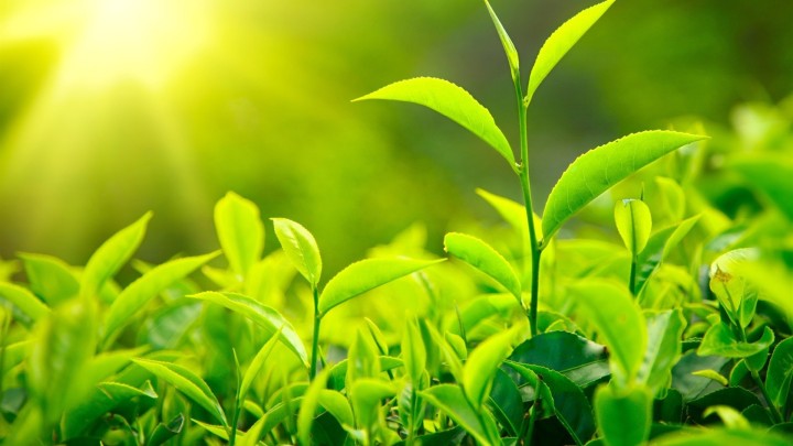 Green tea leaves close up in sunlight