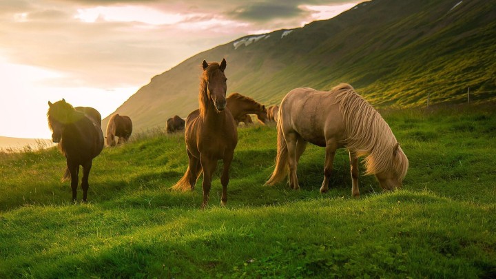 Horses grazing in a field at sunset light