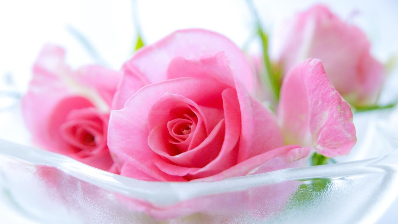 Pink roses in glass container close up floral