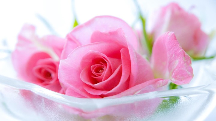 Pink roses in glass container close up floral