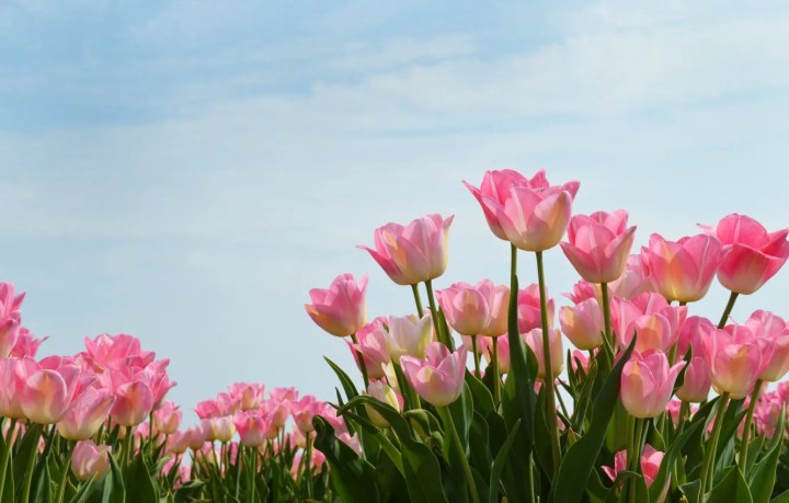 Pink tulips under blue sky