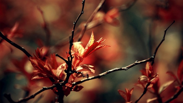 Red leaves on branches close up with bokeh background