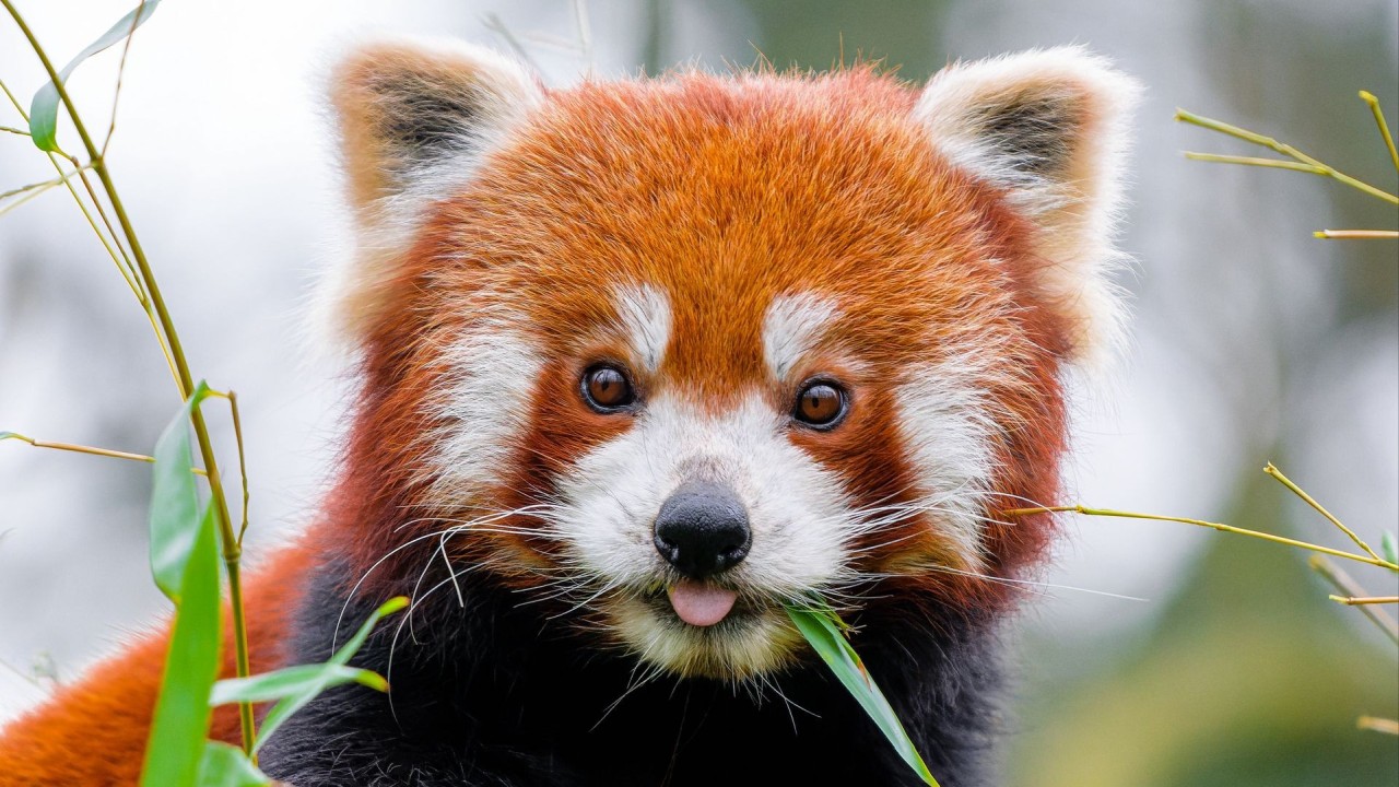 Red panda eating bamboo close up