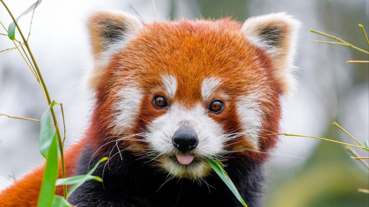Red panda eating bamboo close up