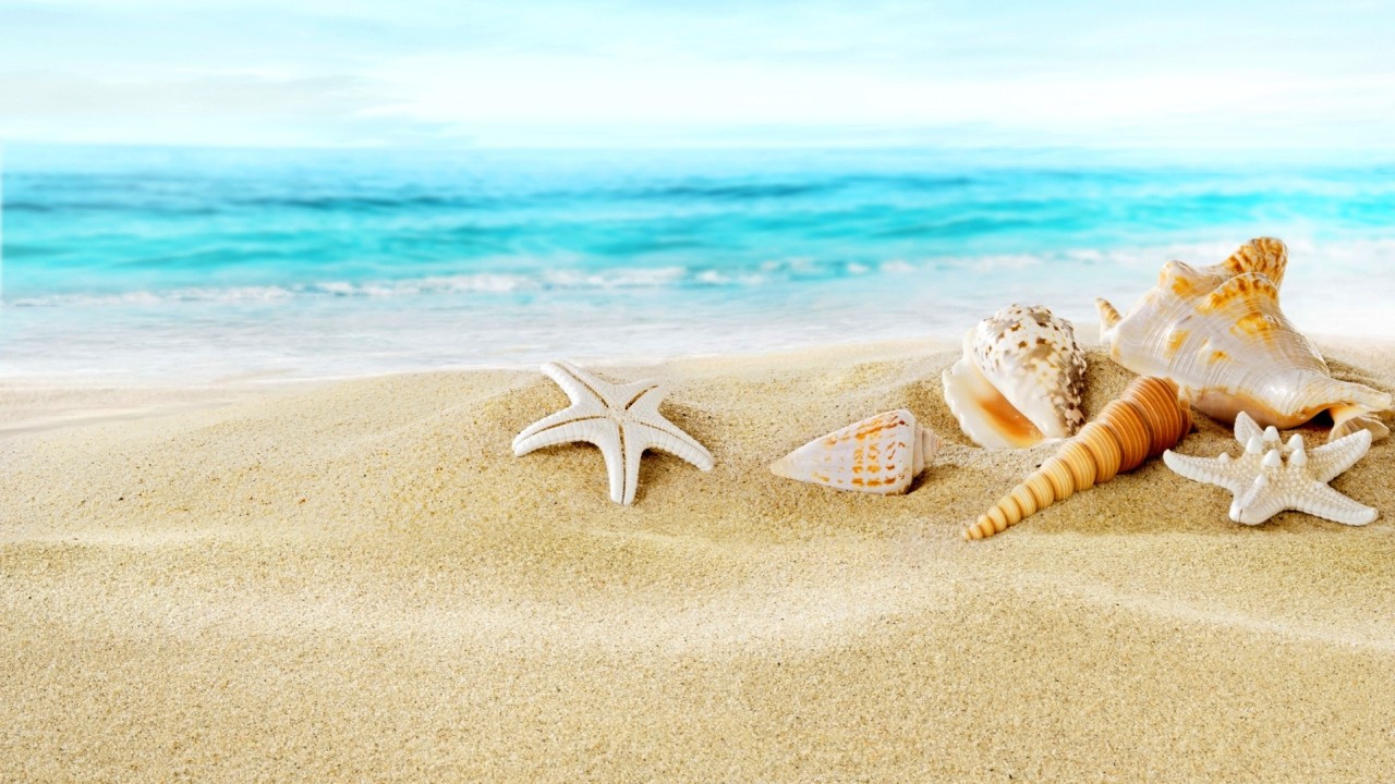 Seashell on beach with ocean and sailboat