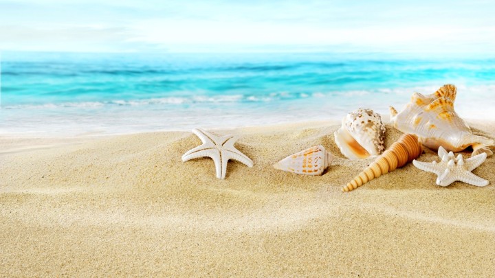 Seashell on beach with ocean and sailboat