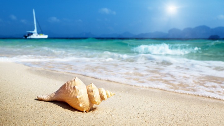 Seashell on the beach with a wave and sand