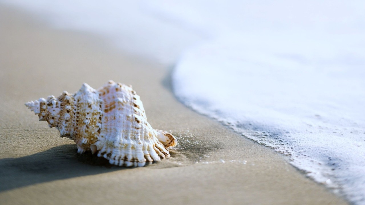 Seashells and starfish on sandy beach with ocean background