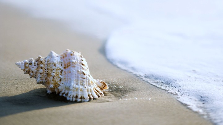 Seashells and starfish on sandy beach with ocean background