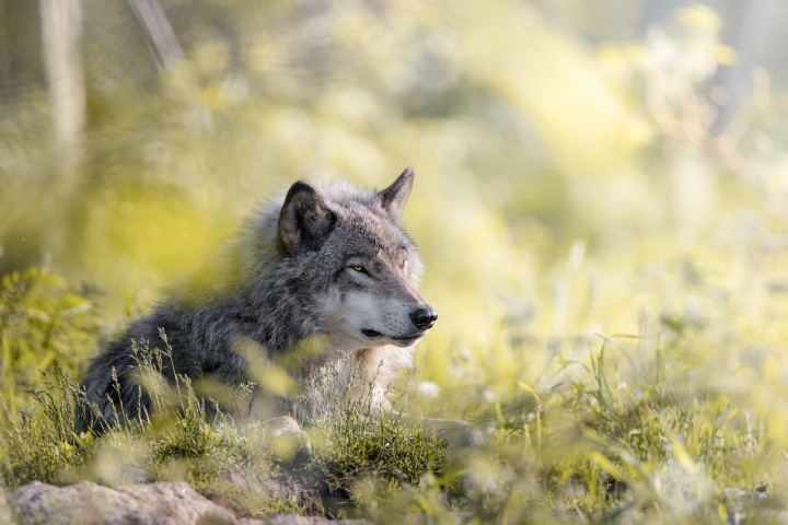 Silhouette of a wolf howling on a rock at sunset