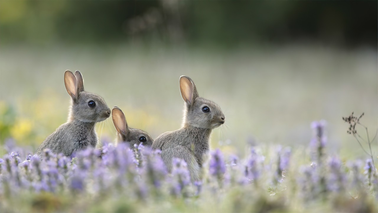 Three young rabbits in a field of purple flowers