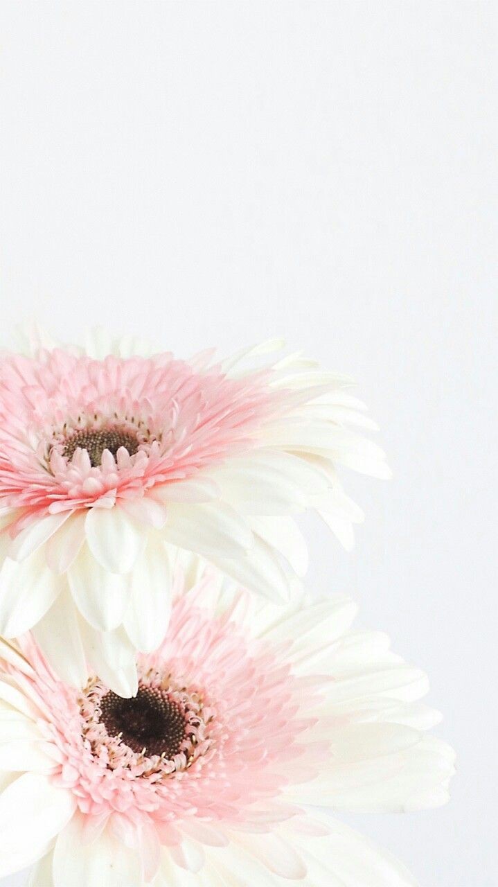 Vibrant collection of colorful flowers on dark background