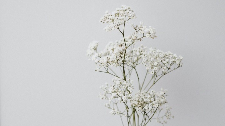 White baby's breath flowers on a grey background