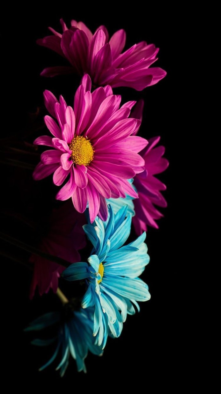 White and pink gerber daisies close up