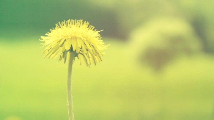 Yellow dandelion close up in a field