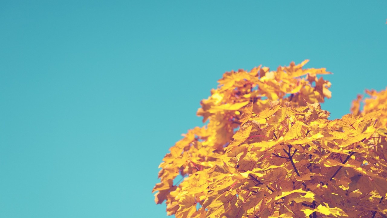 Yellow maple leaves against a blue sky