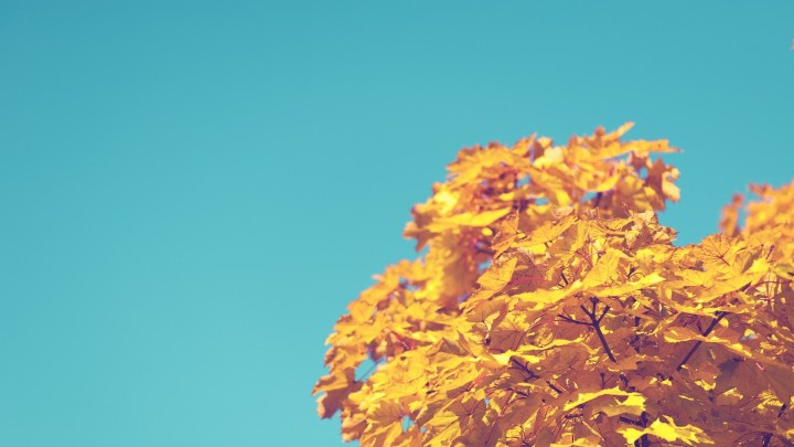 Yellow maple leaves against a blue sky