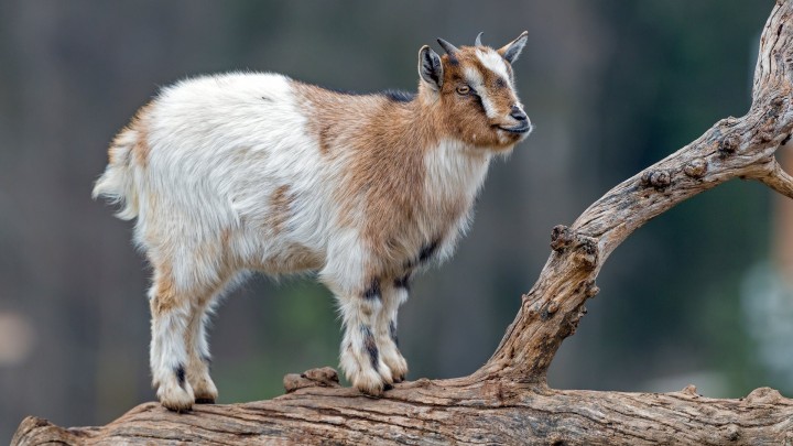 Young goat standing on a log outdoor