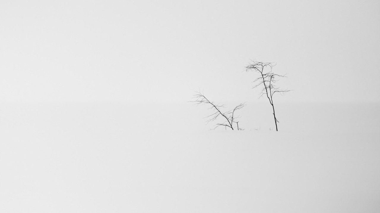 Bare tree branches in snow minimalism