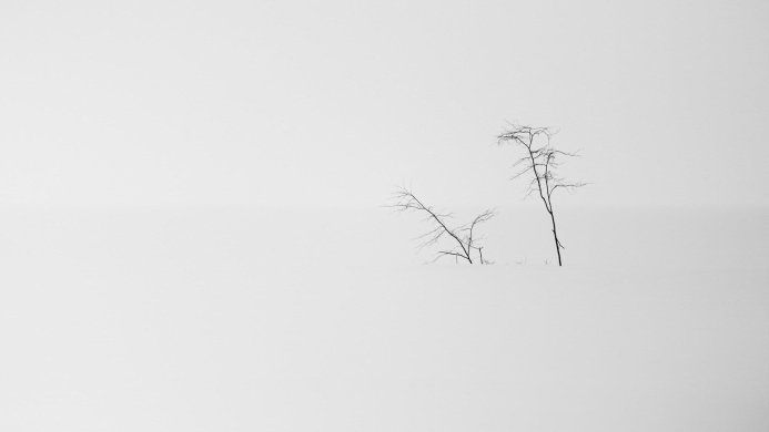 Bare trees in a snowy landscape, monochrome minimalist photography
