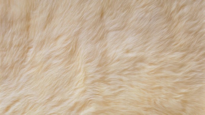 Close-up of beige fur texture