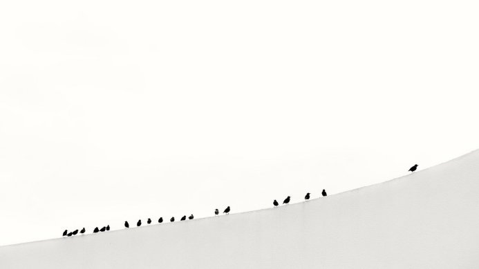 Black birds on a white hill in a minimalist composition