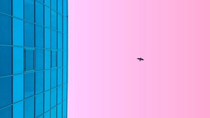 A bird flying near a blue building against a pink sky
