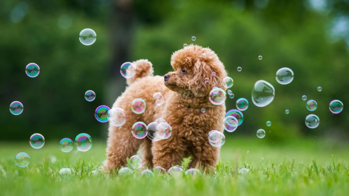 A brown poodle standing in grass surrounded by iridescent soap bubbles
