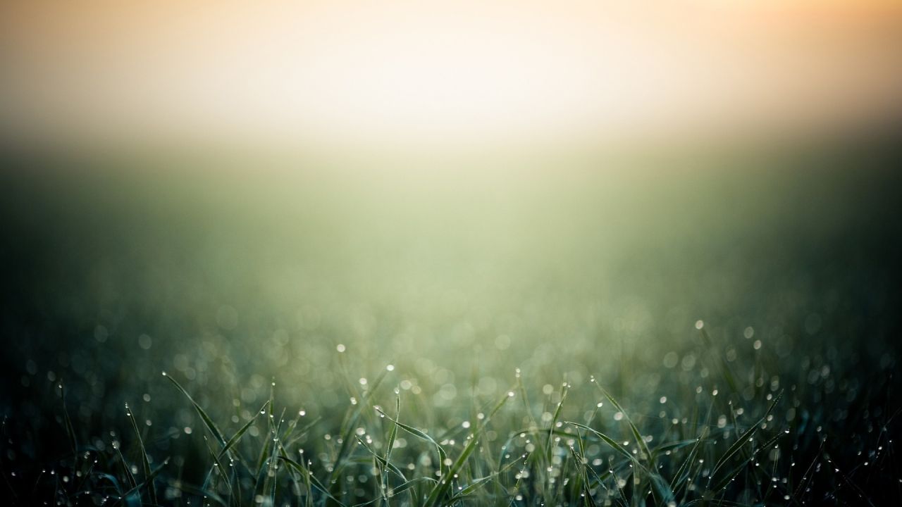 Grass with dew drops in the morning