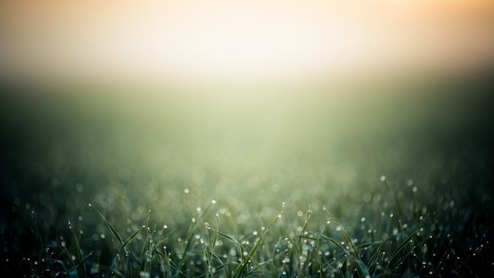 Grass blades covered in dew drops, morning light