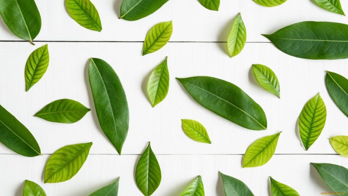 Green leaves on a white wooden background